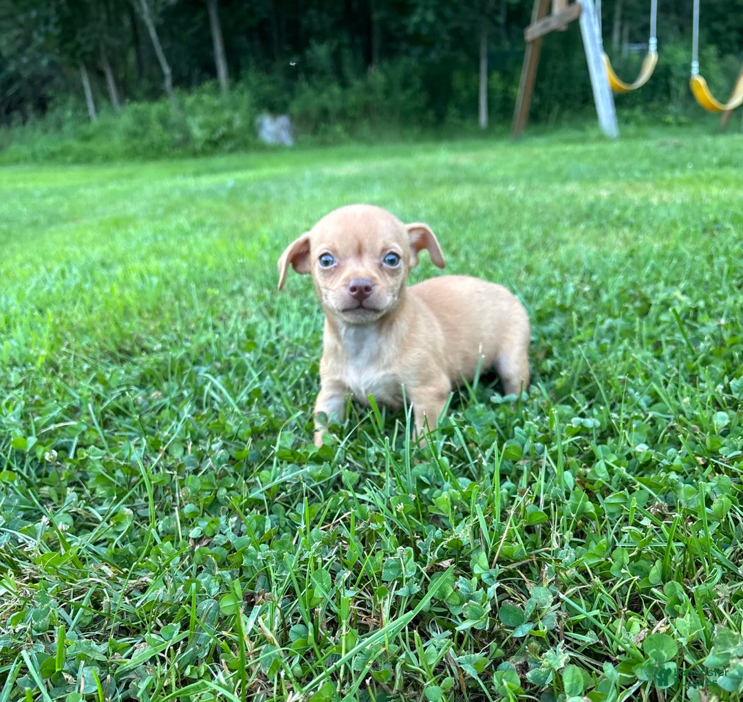 Chihuahua dogs for sale: Bella - Image 2