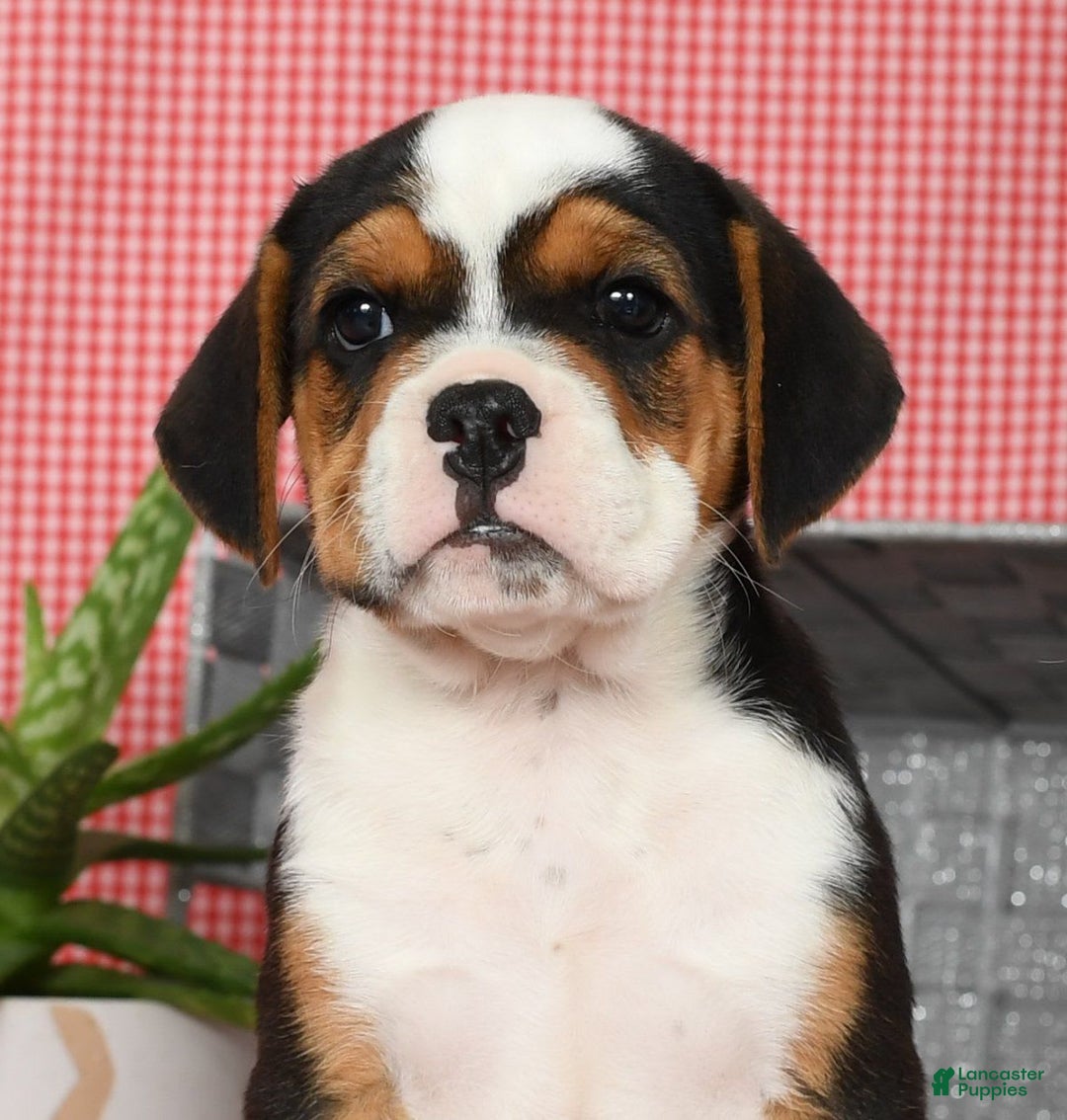 Beabull dogs for sale: Winnie - Image 3