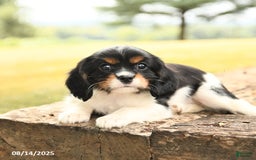 Cavalier King Charles Spaniel dogs for sale: Domino - Image 3