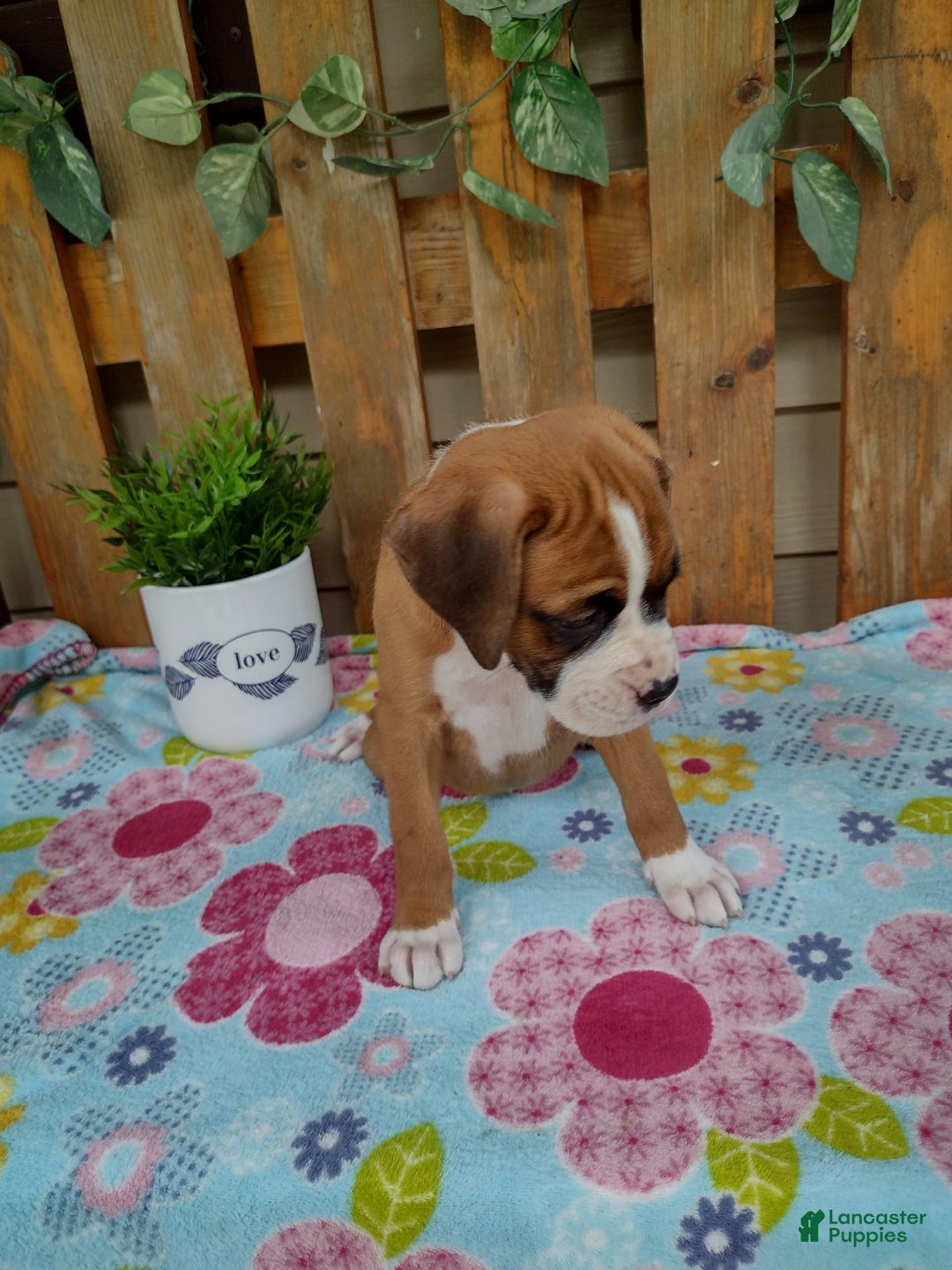 Boxer dogs for sale: Daisy - Image 4