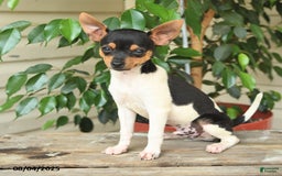 Rat Terrier dogs for sale: Tyler - Image 4
