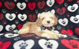 Cockapoo dogs for sale: Rowdy - Image 3