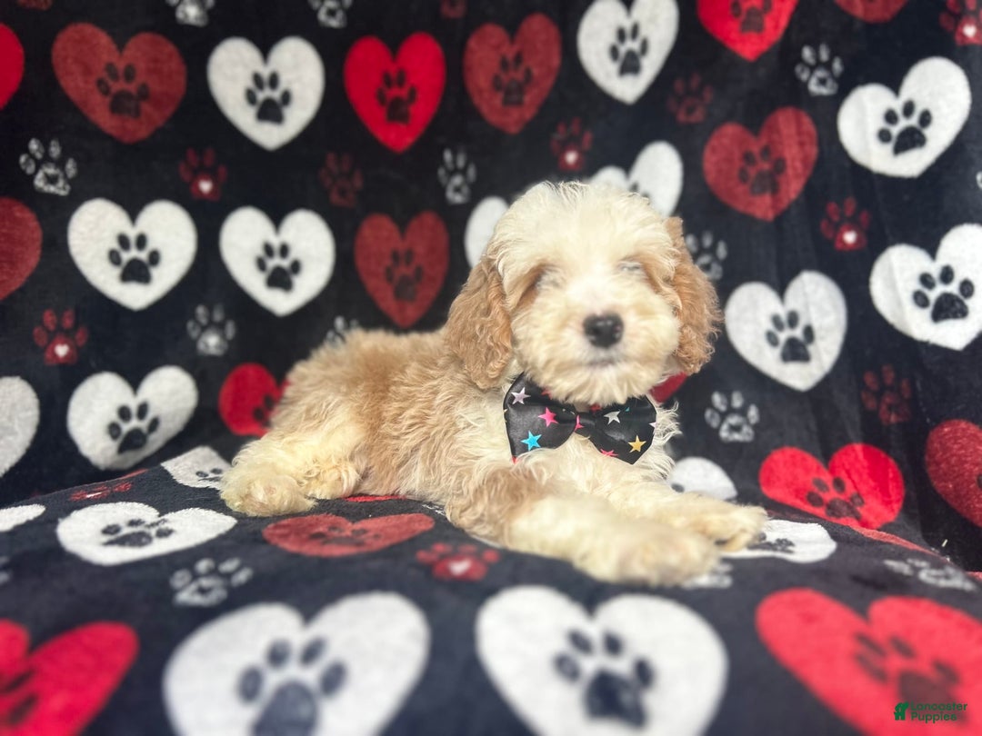 Cockapoo dogs for sale: Rowdy - Image 3