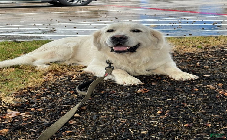 Golden Retriever dogs for sale - Ad 5