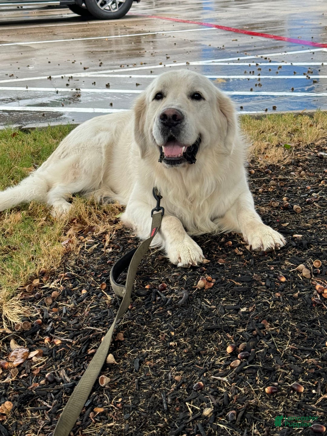 Golden Retriever dogs for sale: Titan - Image 4