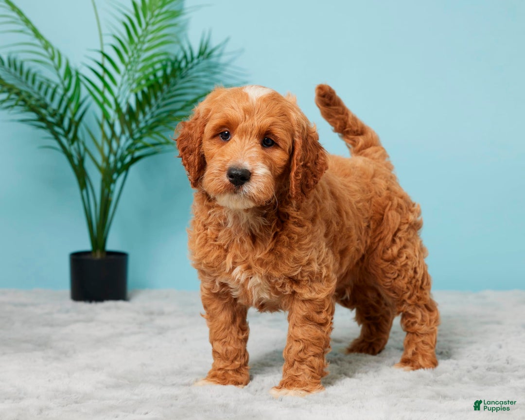 Mini Goldendoodle dogs for sale: Nickie - Image 2