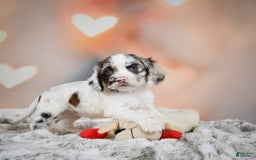 Cocker Spaniel dogs for sale: Daisy - Image 8
