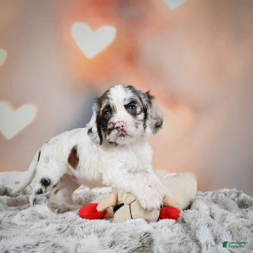 Cocker Spaniel dogs for sale: Daisy - Image 8