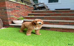 Goldendoodle dogs for sale: Snoopy - Image 4