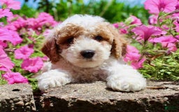 Miniature Poodle dogs for sale: Charlie - Image 2
