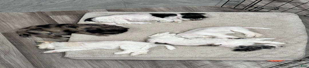 Vaquita