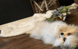 Pomeranian dogs for sale: Sebastian - Image 6