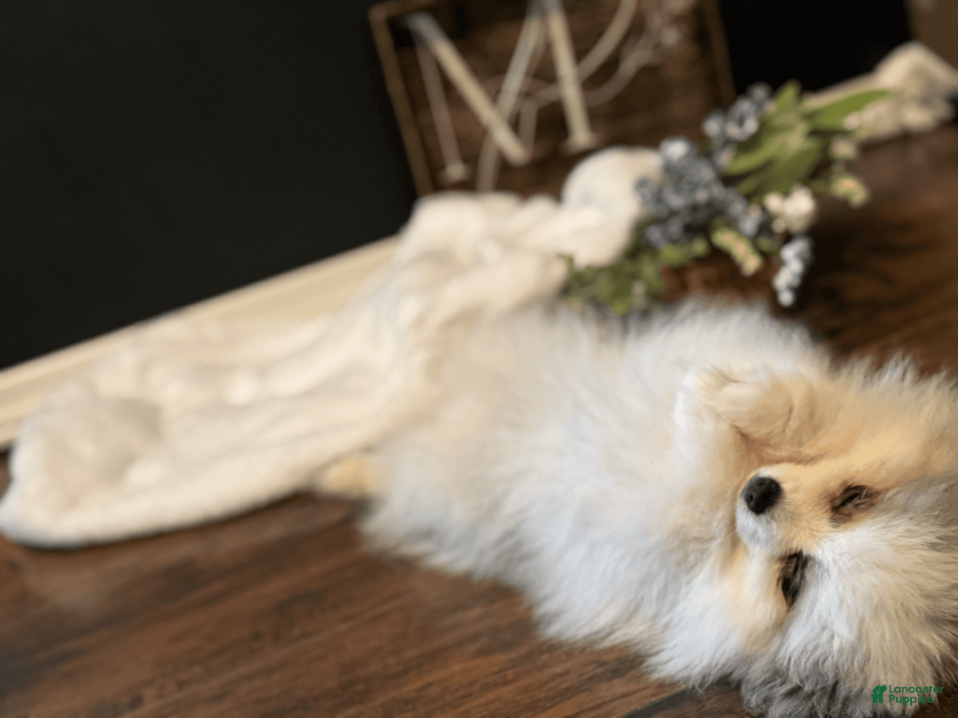 Pomeranian dogs for sale: Sebastian - Image 6