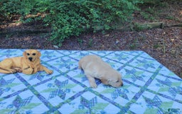 Golden Retriever dogs for sale: JOEY - Image 8