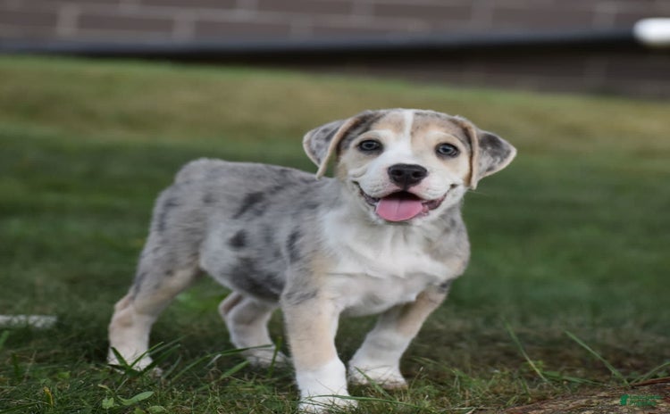 Beabull dogs for sale - Ad 3