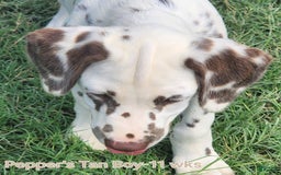 Dalmatian dogs for sale: Peppers Tan Boy - Image 5