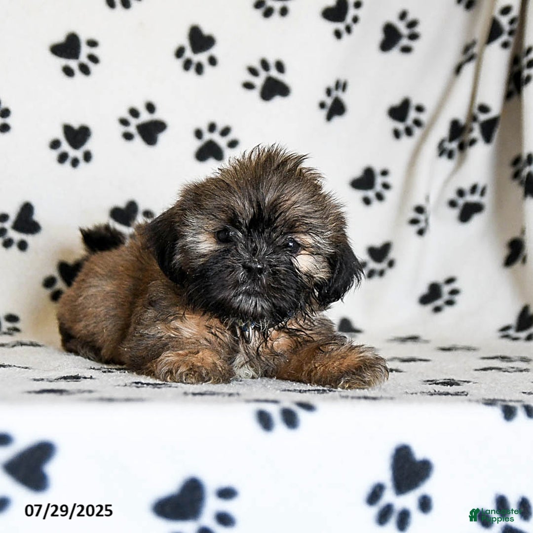 Shih Tzu dogs for sale: Patches - Image 5
