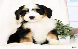 Mini Bernedoodle dogs for sale: Poppy - Image 8