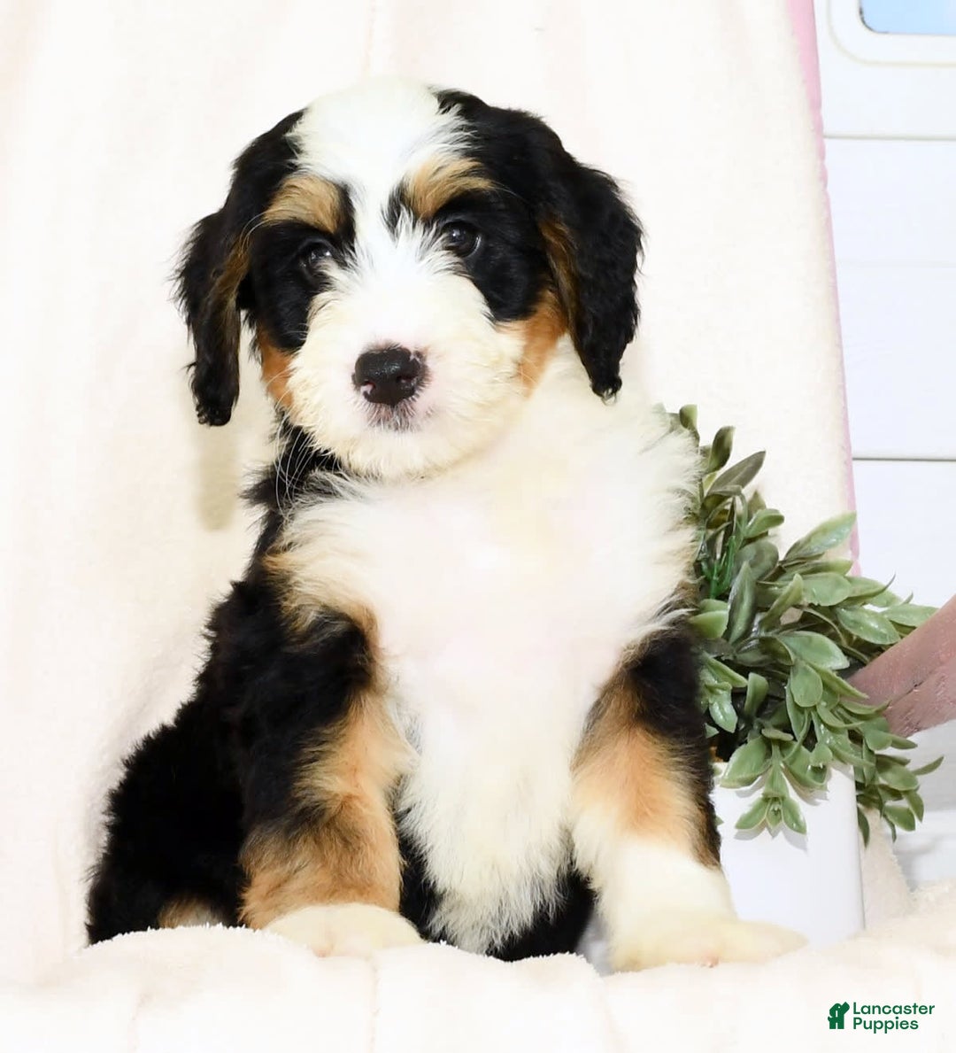 Mini Bernedoodle dogs for sale: Poppy - Image 8
