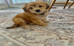 Mini Aussiedoodle dogs for sale: Louie - Image 1