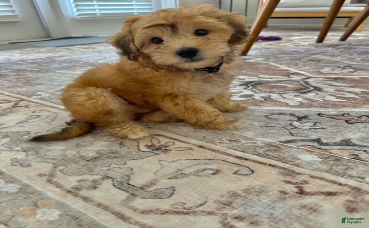 Mini Aussiedoodle dogs for sale - Ad 1
