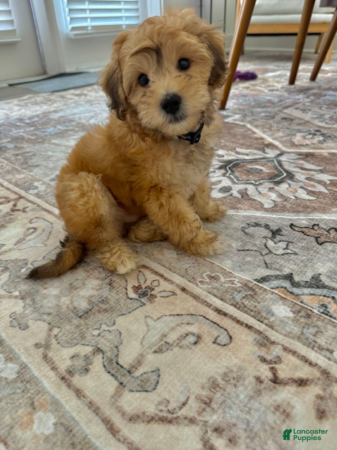 Mini Aussiedoodle dogs for sale: Louie - Image 1