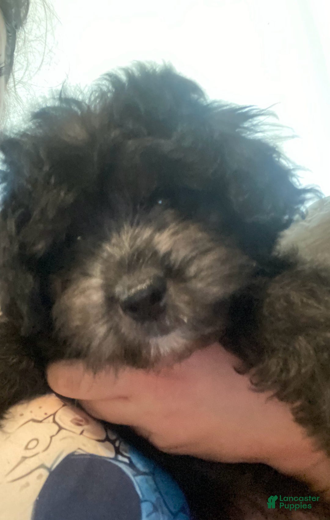 Shihpoo dogs for sale: Pomshihpoo Male Puppy🖤 - Image 3