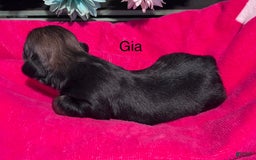 Shih Tzu dogs for sale: Gia - Image 3
