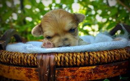 Morkie dogs for sale: Rare Gold Merle Bumblebee - Image 4