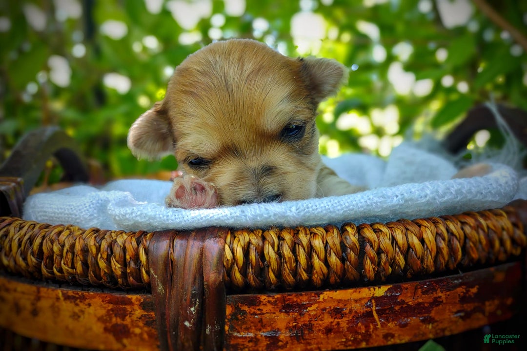 Morkie dogs for sale: Rare Gold Merle Bumblebee - Image 4
