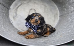 Miniature Dachshund dogs for sale: Albert - Image 3