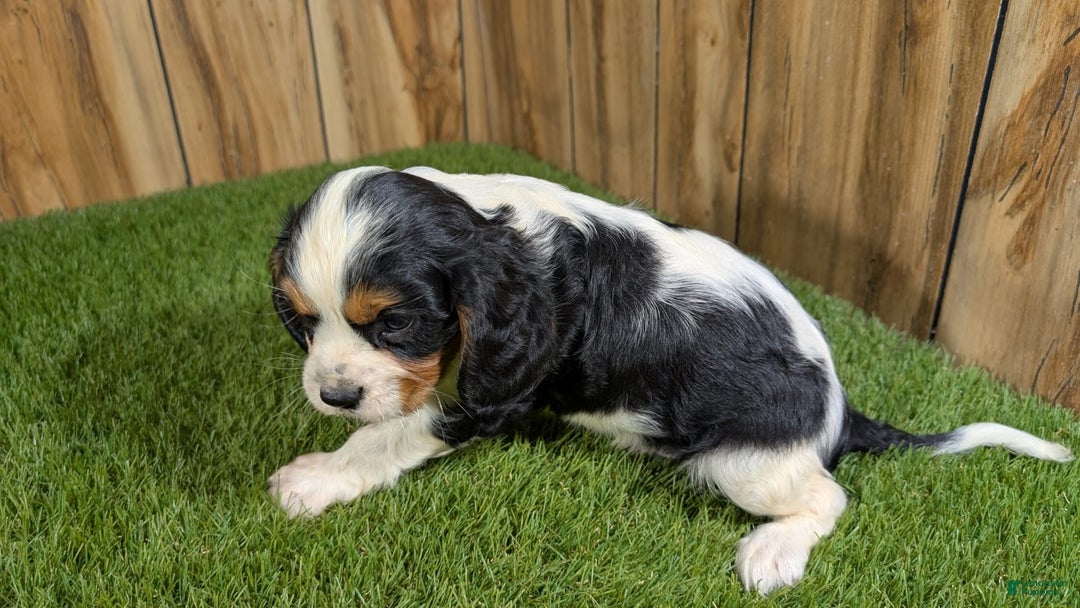 Cavalier King Charles Spaniel dogs for sale: Stardust Boy 2 - Image 8