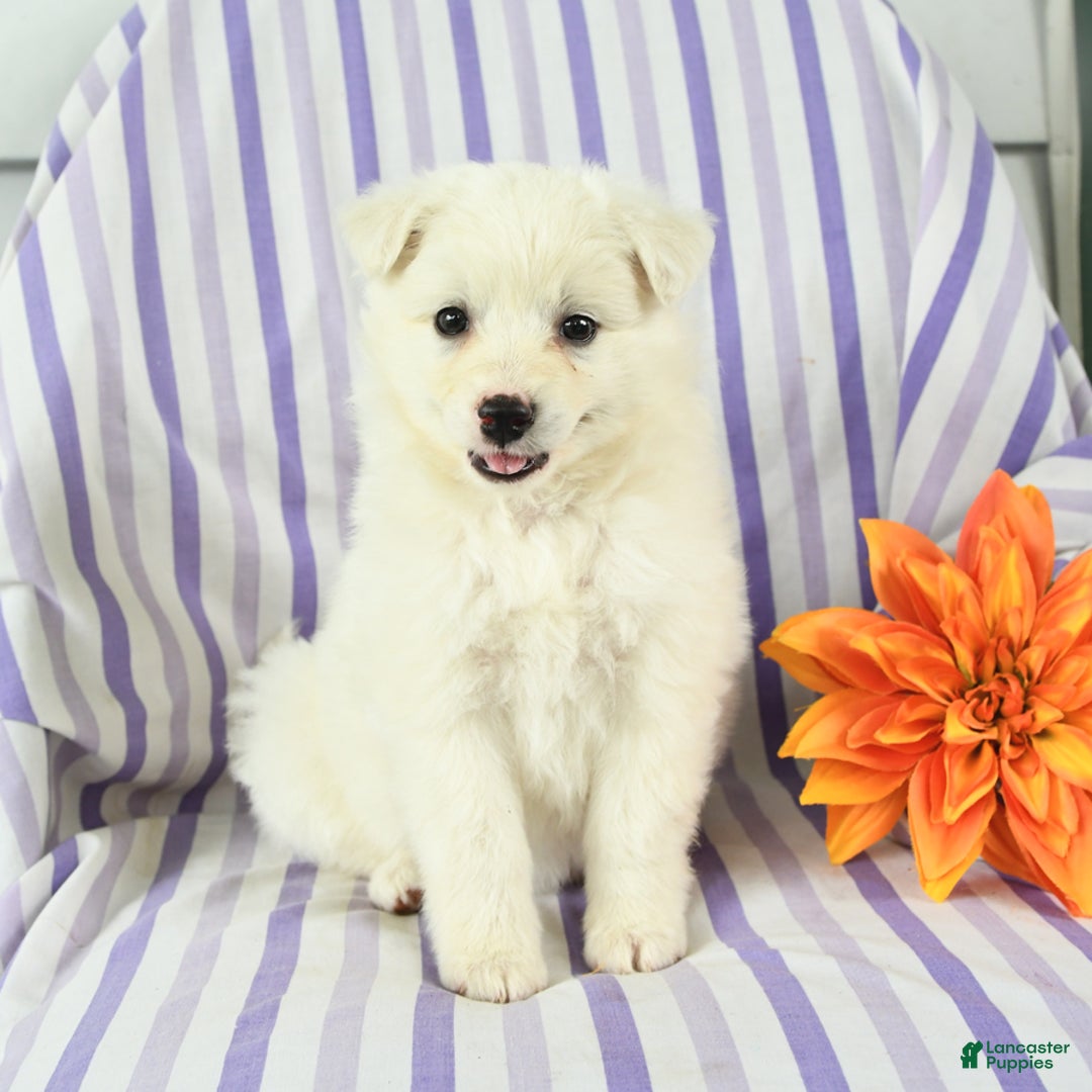 Eskipoo dogs for sale: Miss - Image 2