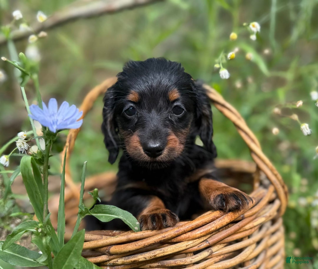 Miniature Dachshund dogs for sale: Datson - Image 1