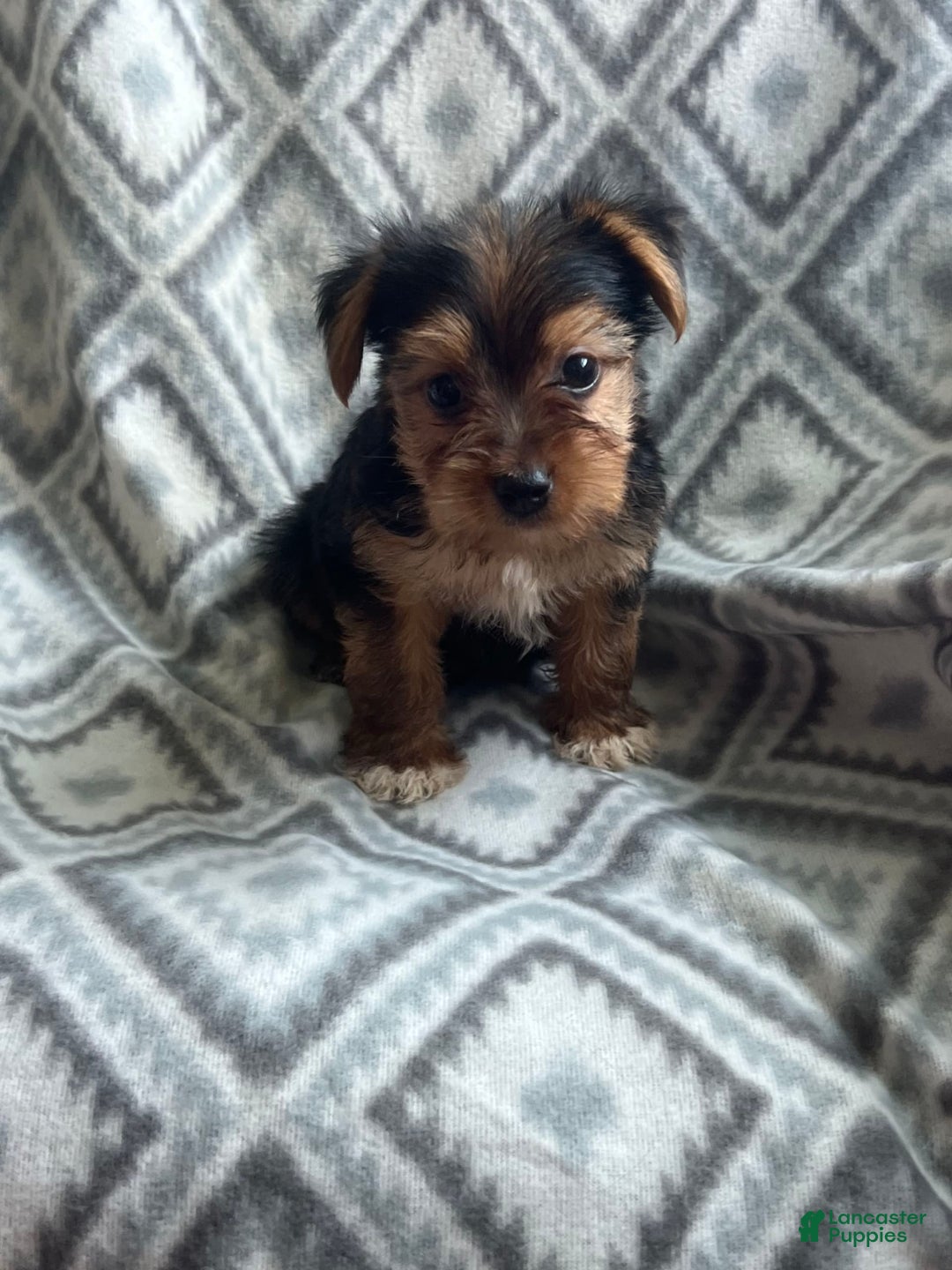 Yorkshire Terrier dogs for sale: Stevie - Image 1