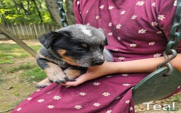 Australian Cattle Dog dogs for sale: Teddy - Image 3