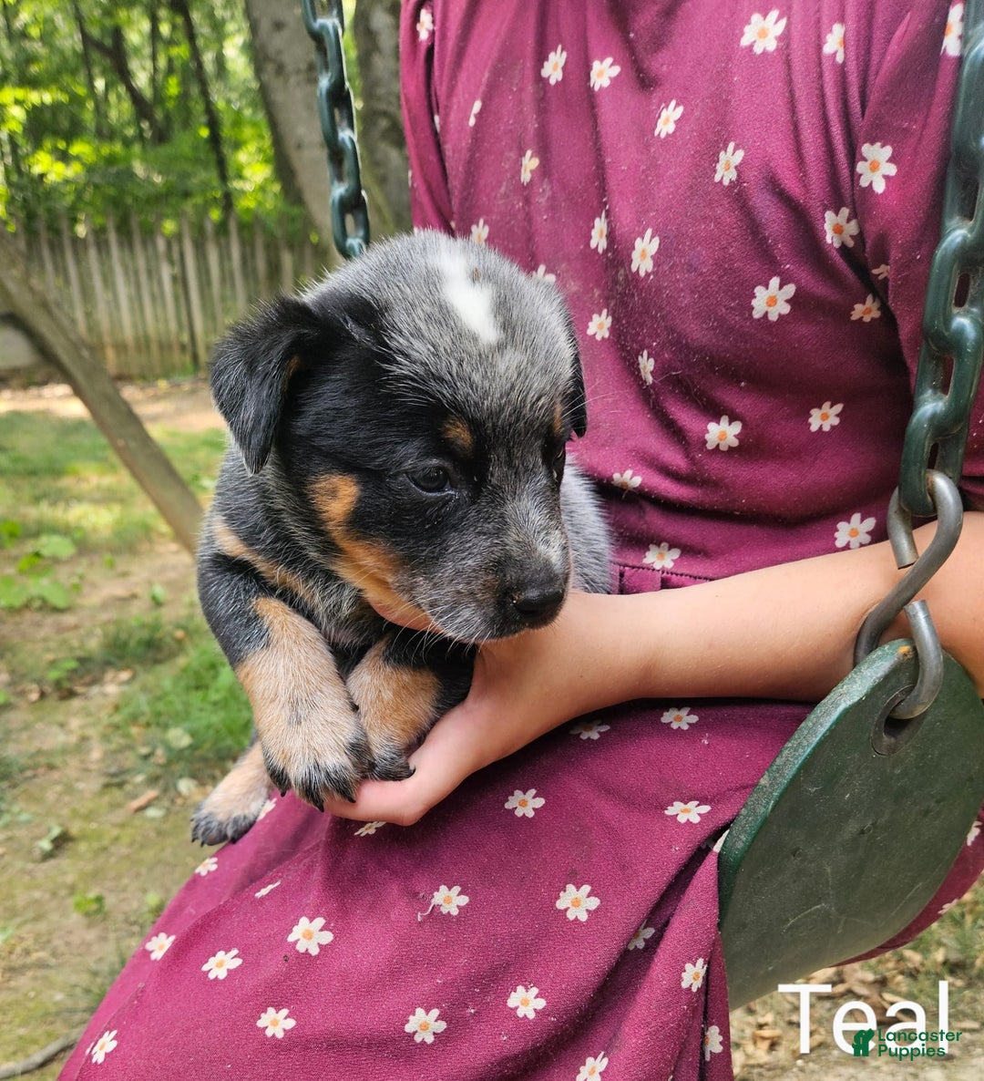 Australian Cattle Dog dogs for sale: Teddy - Image 3