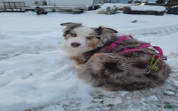 Australian Shepherd dogs for sale: Stubbs Mcgee - Image 8