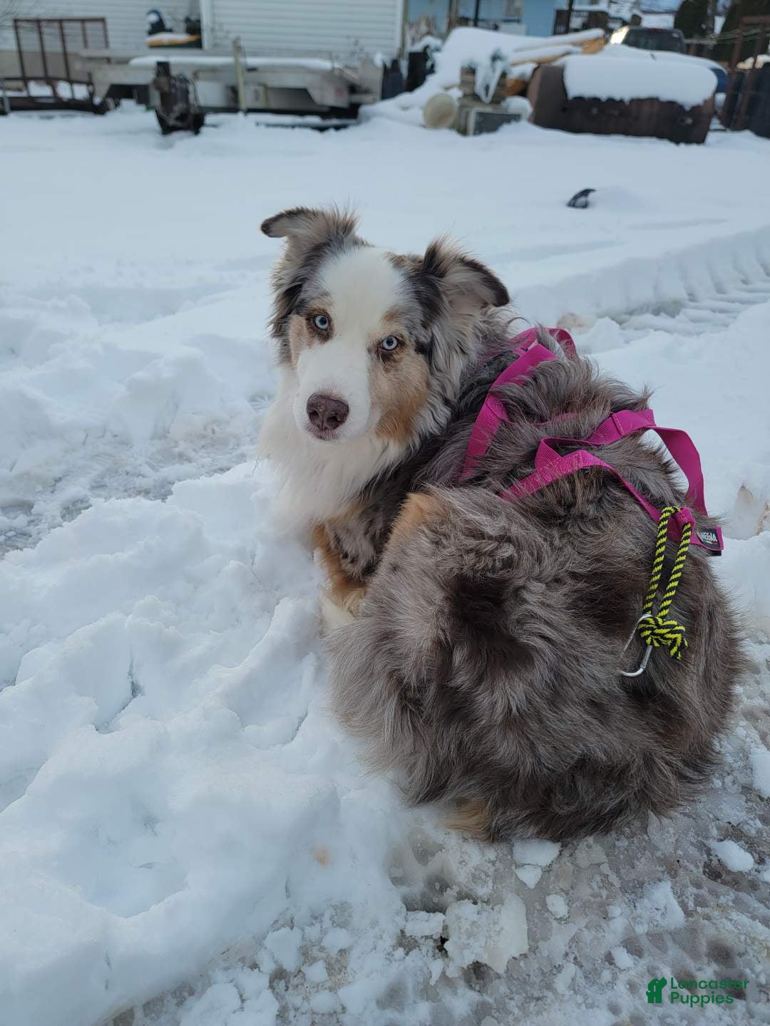 Australian Shepherd dogs for sale: Stubbs Mcgee - Image 8