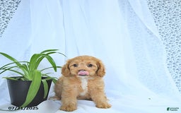 Cavapoo dogs for sale: Romeo - Image 3