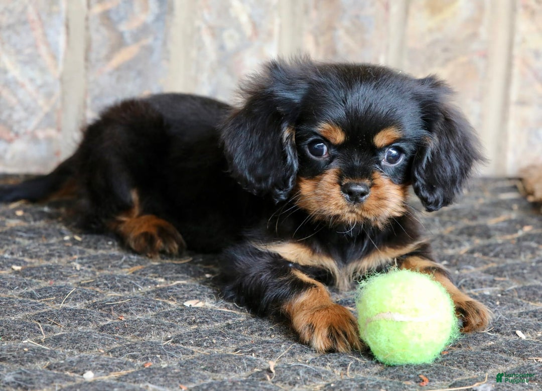 Cavalier King Charles Spaniel dogs for sale: Bentley - Image 14