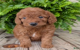 Mini Goldendoodle dogs for sale: Mini -lilly - Image 13