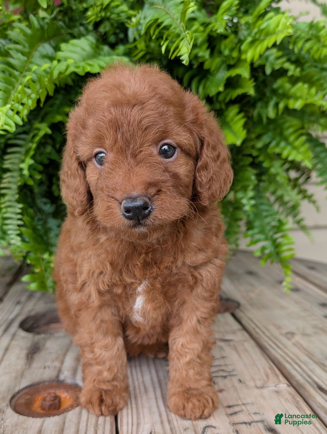 Mini Goldendoodle dogs for sale: Mini -lilly - Image 13