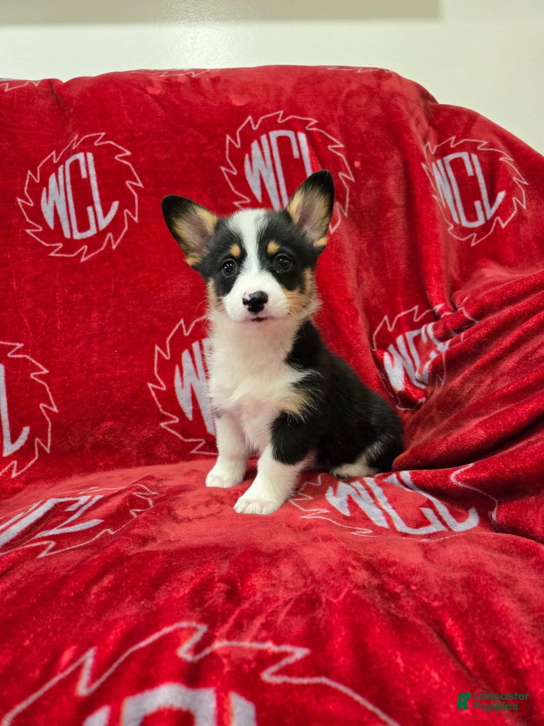 Welsh Corgi Pembroke dogs for sale: Lily - Image 8