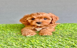 Cavapoo dogs for sale: Winnie - Image 2