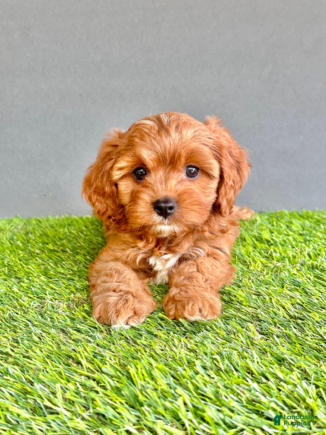 Cavapoo dogs for sale: Winnie - Image 2