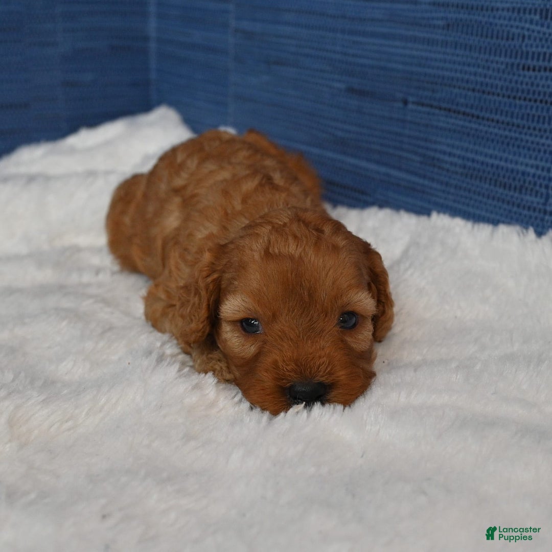 Cavapoo dogs for sale: Cavapoo 6 puppies - Image 14