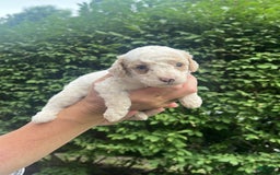 Mini Goldendoodle dogs for sale: Cooper - Image 5