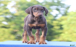Doberman Pinscher dogs for sale: Rebel - Image 5