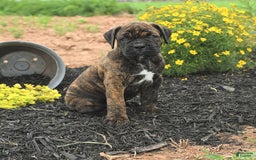 Cane Corso dogs for sale: Inky - Image 9
